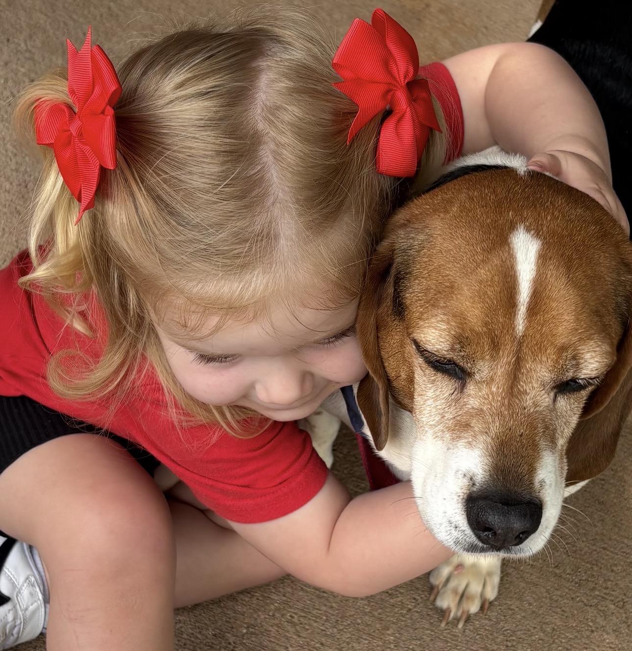 Barnaby Barney, an adoptable Beagle in Cary, NC image 4/4