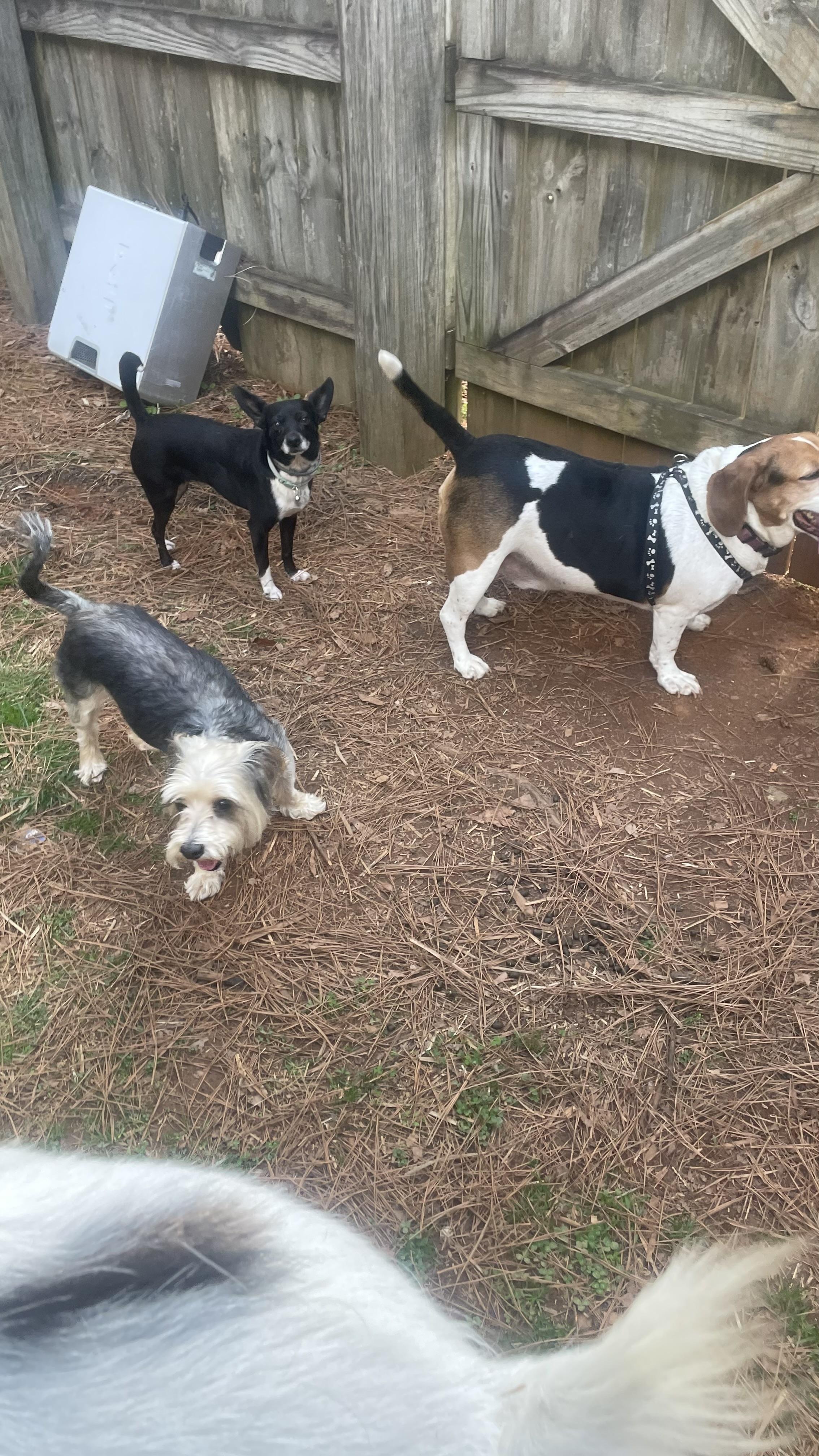 Enlarge Barnaby , an adoptable Beagle in Cary, NC image 4/6