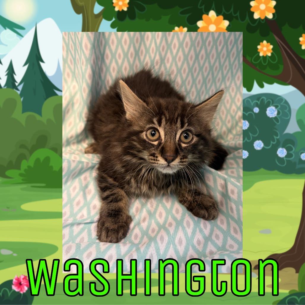 Enlarge Washington, a Adoptable Domestic Long Hair in Royse City, TX image 1/1