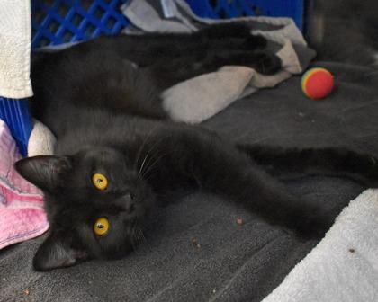 Parmesan, Adoptable, Young Female Domestic Short Hair.