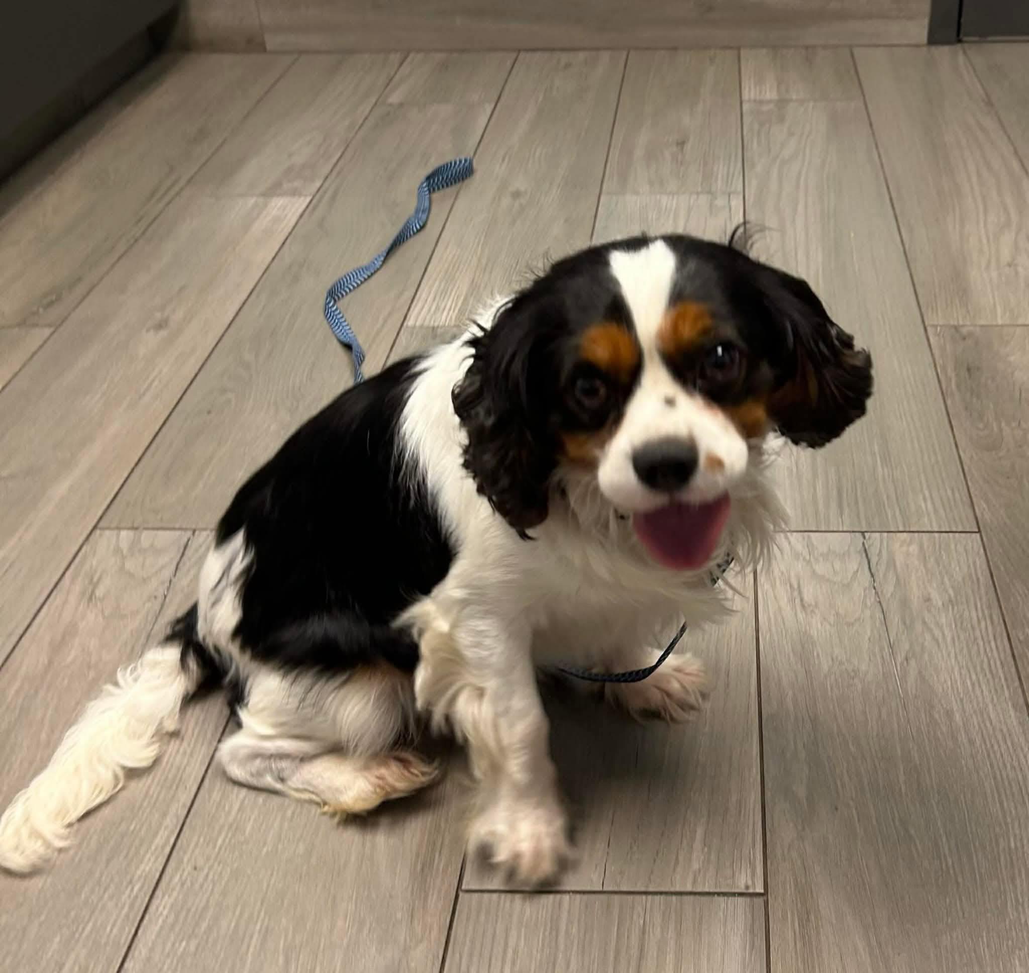Enlarge Grady, a ADOPTABLE Cavalier King Charles Spaniel in Anniston, AL image 1/1
