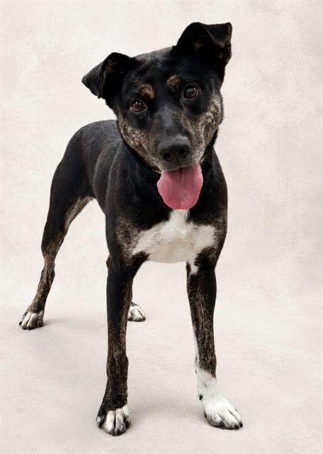 NEEDOH, Adoptable, Adult Female Labrador Retriever.