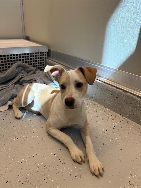 Enlarge ELLIE, a Adoptable mixed breed in Forney, TX image 1/1