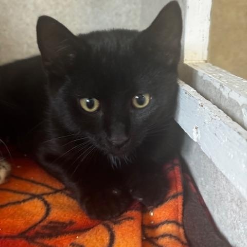 Enlarge Alvez and Gideon, a Adopted Domestic Short Hair in Hutchinson, MN image 5/6