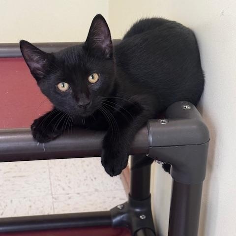 Alvez and Gideon, Adopted, Kitten Male Domestic Short Hair.