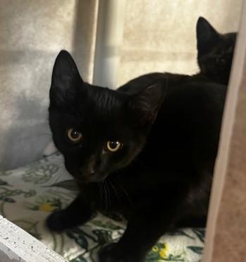 Enlarge Alvez and Gideon, a Adopted Domestic Short Hair in Hutchinson, MN image 6/6