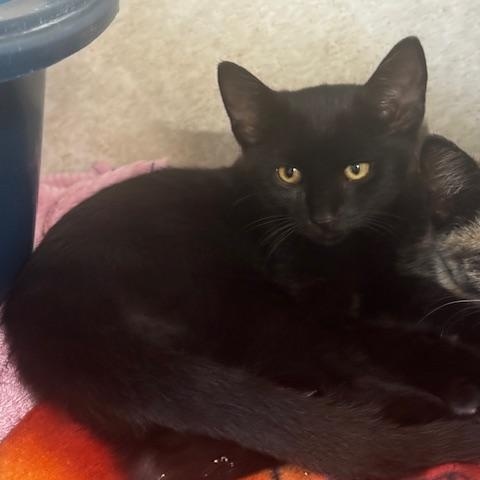 Enlarge Alvez and Gideon, a Adopted Domestic Short Hair in Hutchinson, MN image 4/6