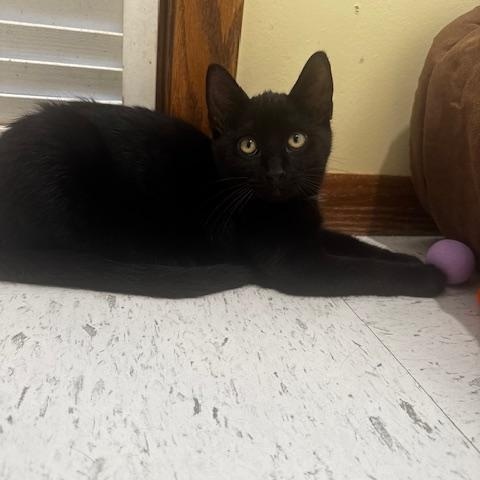 Enlarge Alvez and Gideon, a Adopted Domestic Short Hair in Hutchinson, MN image 3/6