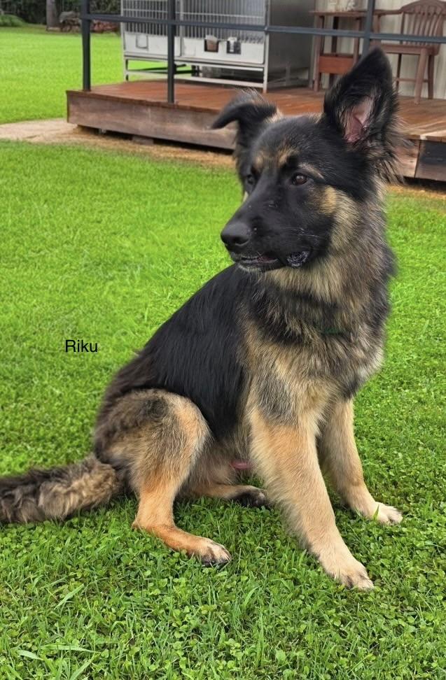 Riku, adopted, Adult Male German Shepherd Dog.