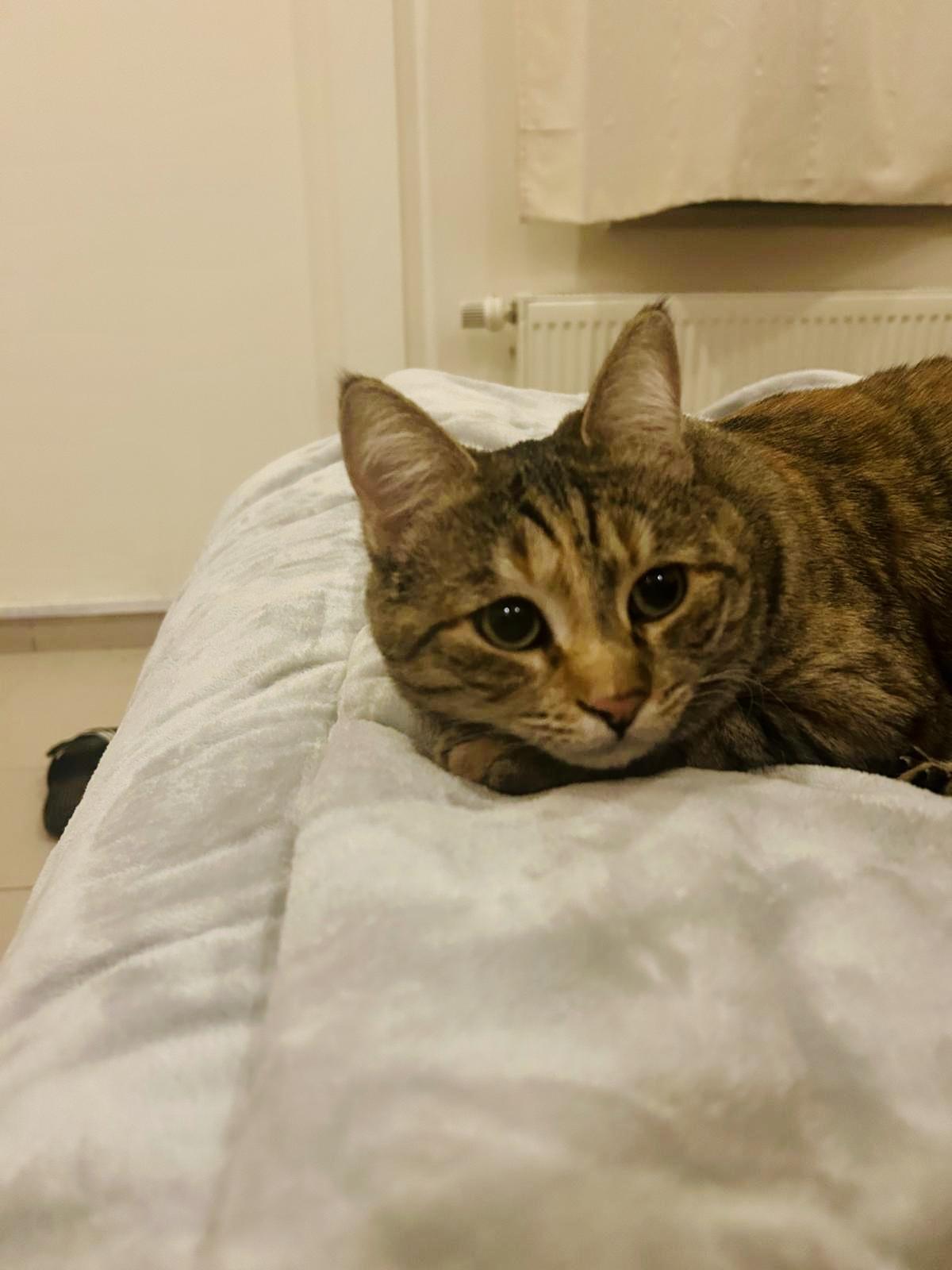 Enlarge Olive, the One of a Kind Feline, a Adoptable mixed breed in Somerset, NJ image 6/6