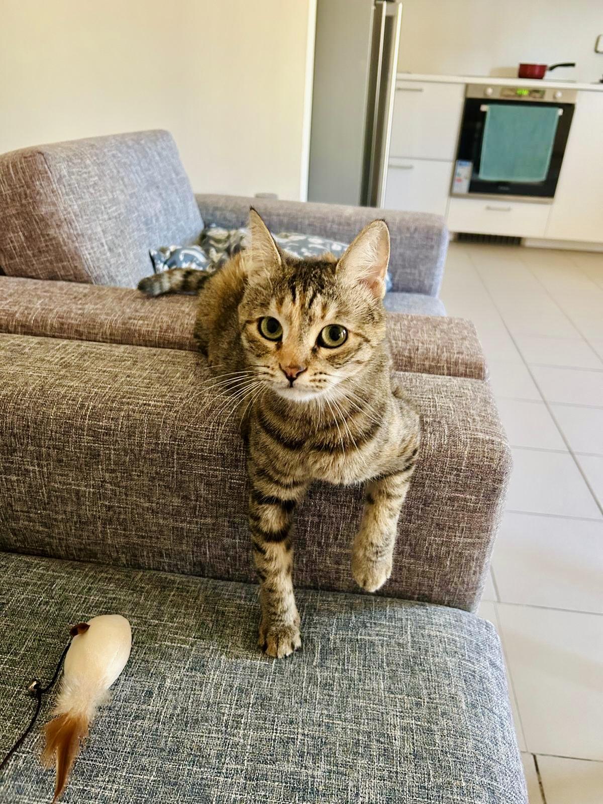 Enlarge Olive, the One of a Kind Feline, a Adoptable mixed breed in Somerset, NJ image 3/6