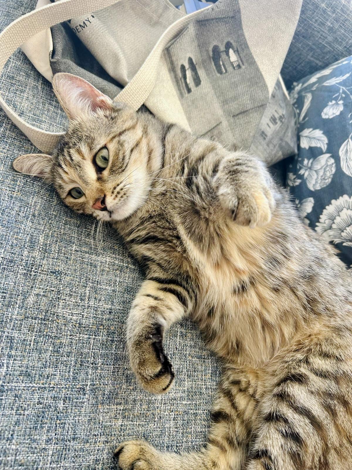 Enlarge Olive, the One of a Kind Feline, a Adoptable mixed breed in Somerset, NJ image 5/6