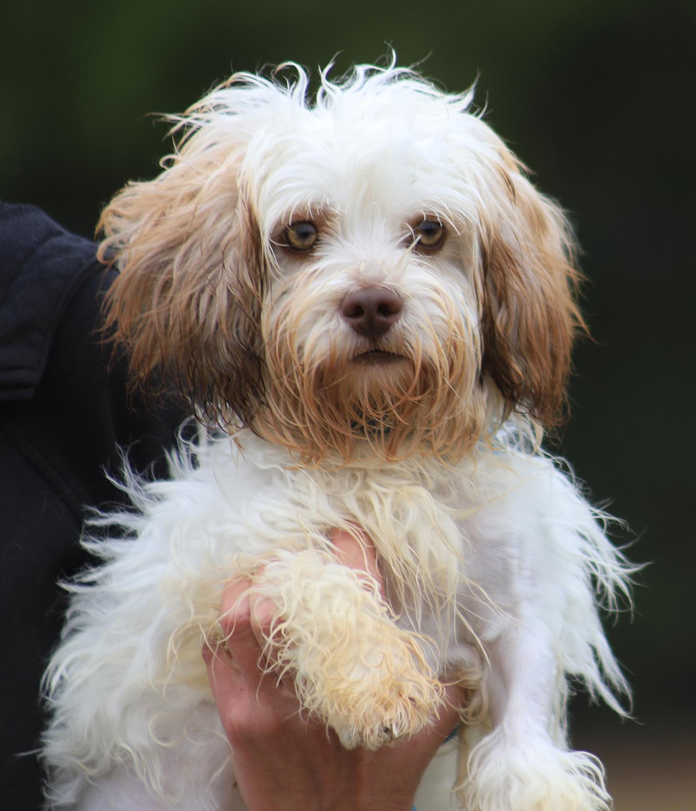 Kermit, adopted, Young Male Shih Tzu.
