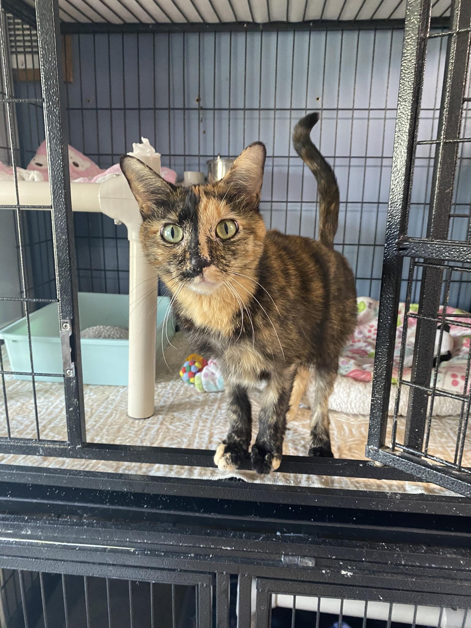 Spot, adopted, Adult Female Tortoiseshell.