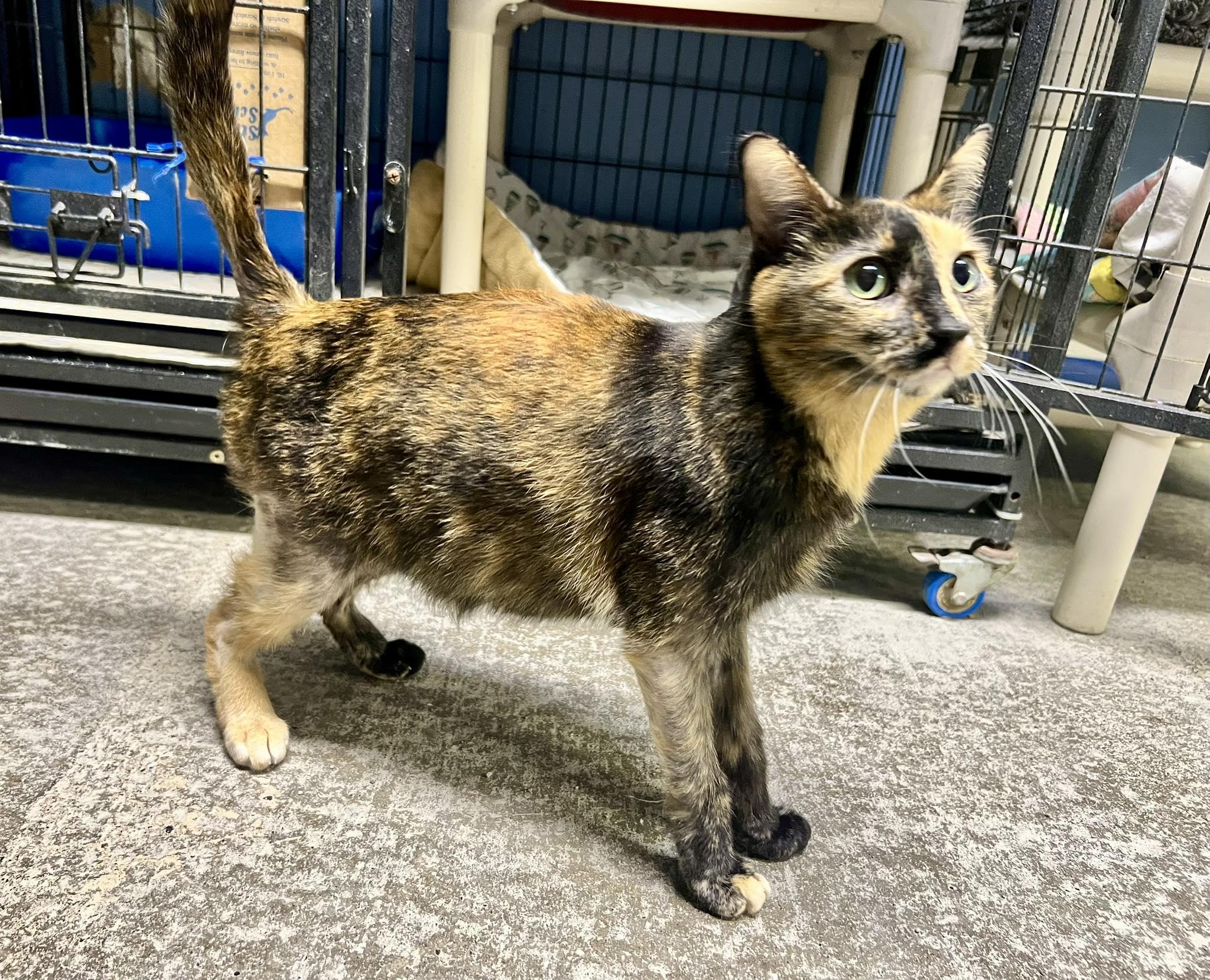 Enlarge Spot, an adopted Tortoiseshell in New Richmond, WI image 2/2