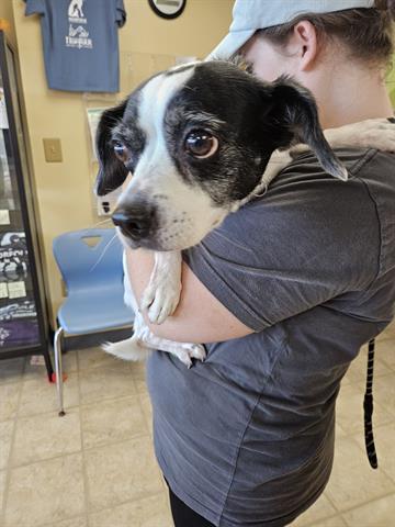 LACY, Adoptable, Senior Female Parson Russell Terrier & Beagle.