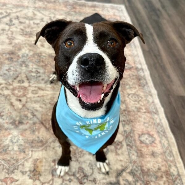 Enlarge Molly the Itty Bitty Pittie, a Adoptable mixed breed in Homestead, PA image 1/6