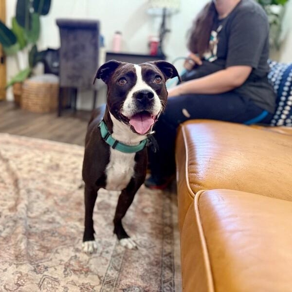 Enlarge Molly the Itty Bitty Pittie, a Adoptable mixed breed in Homestead, PA image 5/6