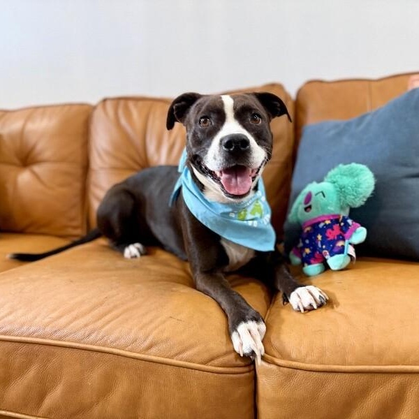 Enlarge Molly the Itty Bitty Pittie, a Adoptable mixed breed in Homestead, PA image 2/6