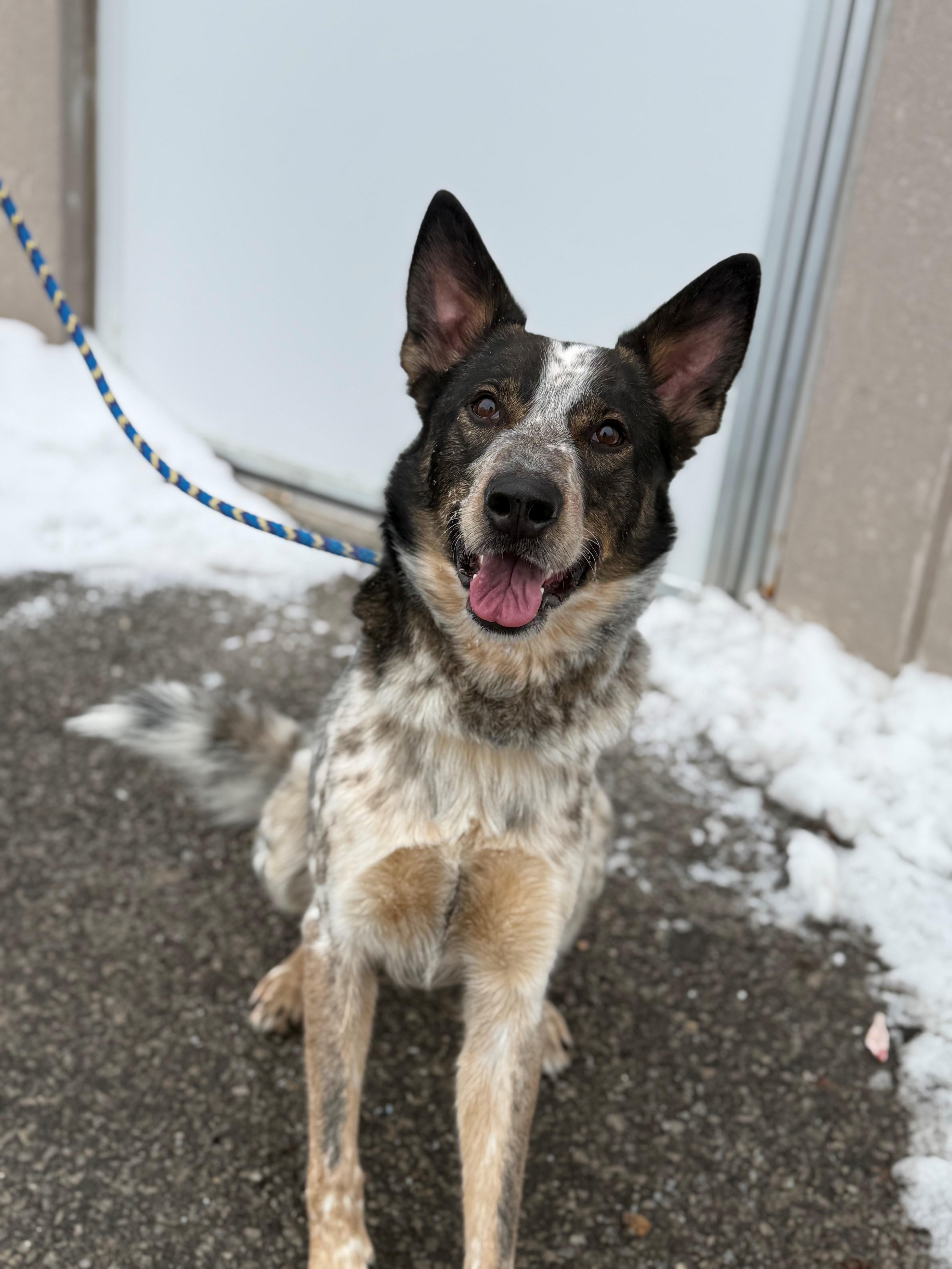 Enlarge Joey, an adoptable mixed breed in Hamilton, ON image 4/6