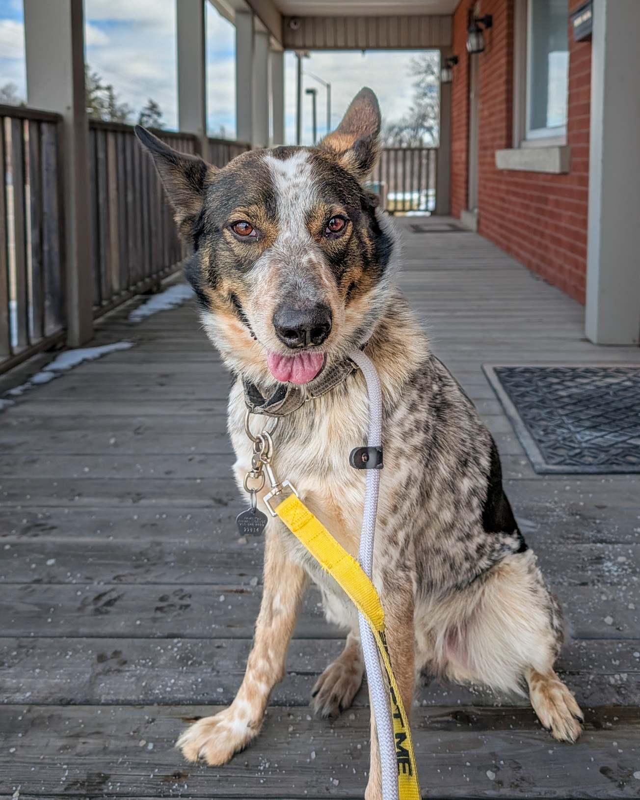 Joey, adoptable, Adult Male Australian Cattle Dog / Blue Heeler.