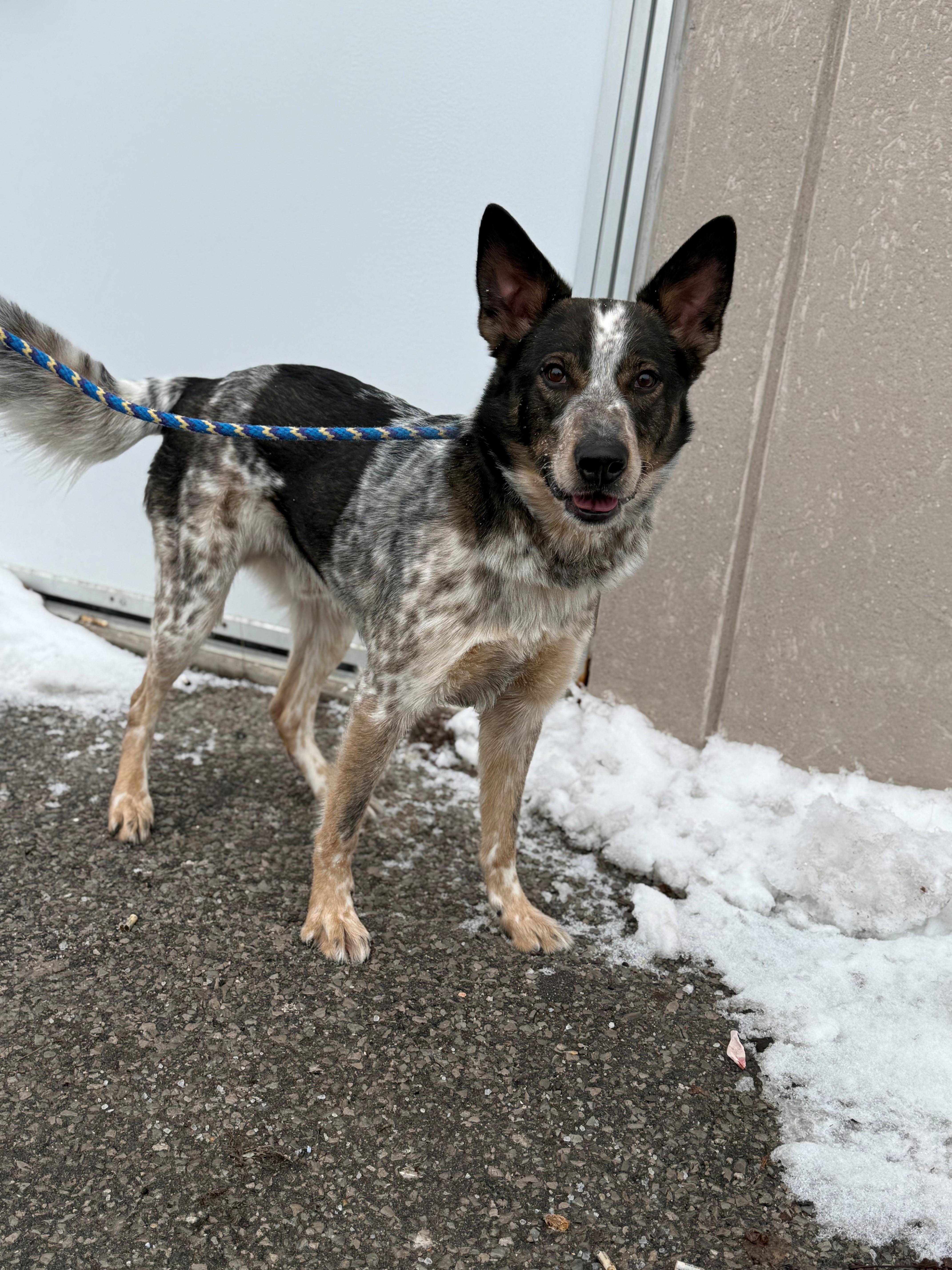 Enlarge Joey, an adoptable mixed breed in Hamilton, ON image 3/6