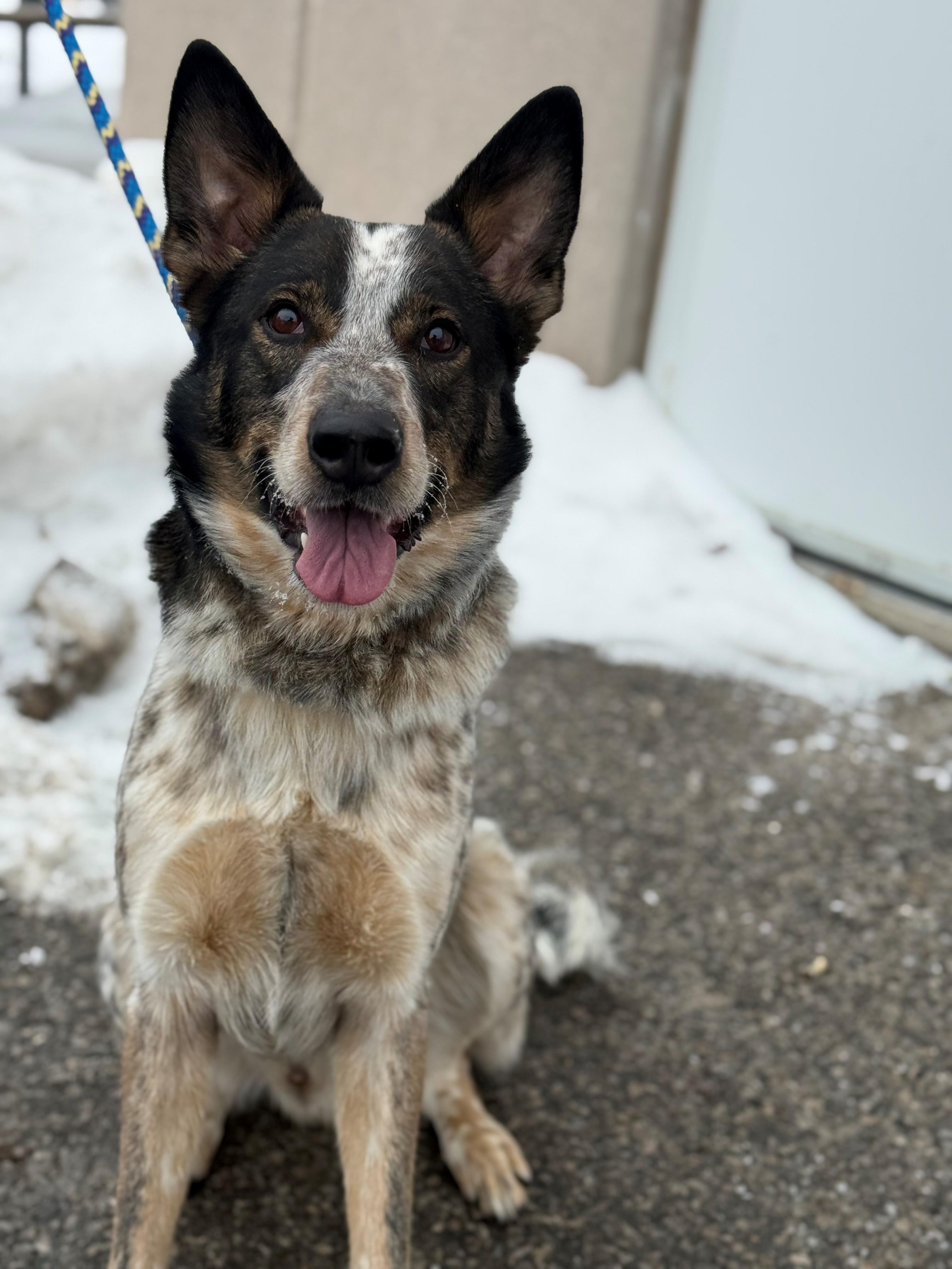 Enlarge Joey, an adoptable mixed breed in Hamilton, ON image 2/6