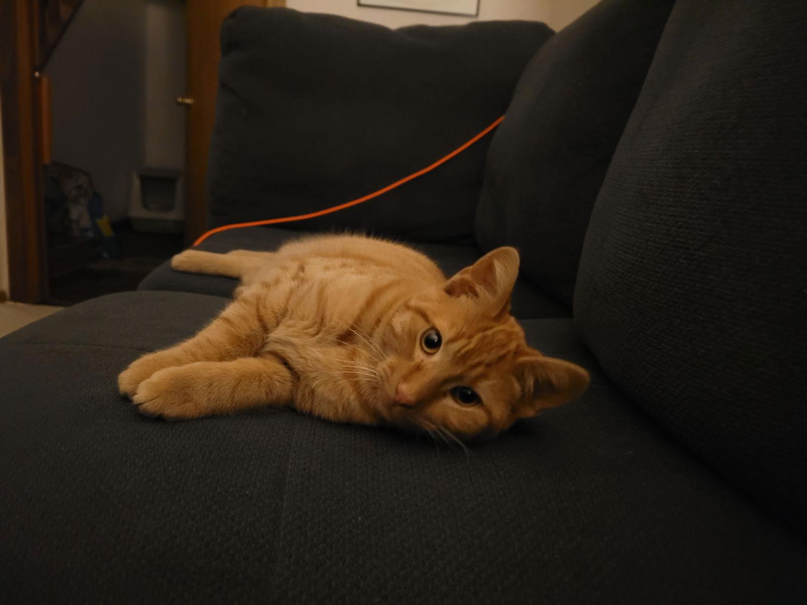 Sullivan C4738, Adoptable, Young Male Domestic Short Hair.