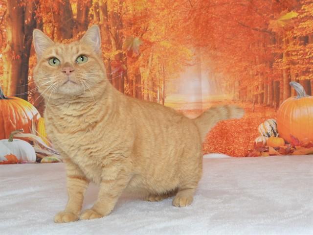 PEACHES, Adoptable, Adult Female Domestic Short Hair.