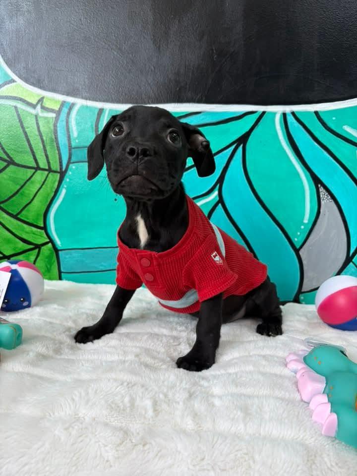 MORTON. tinycauseadopt@gmail.com