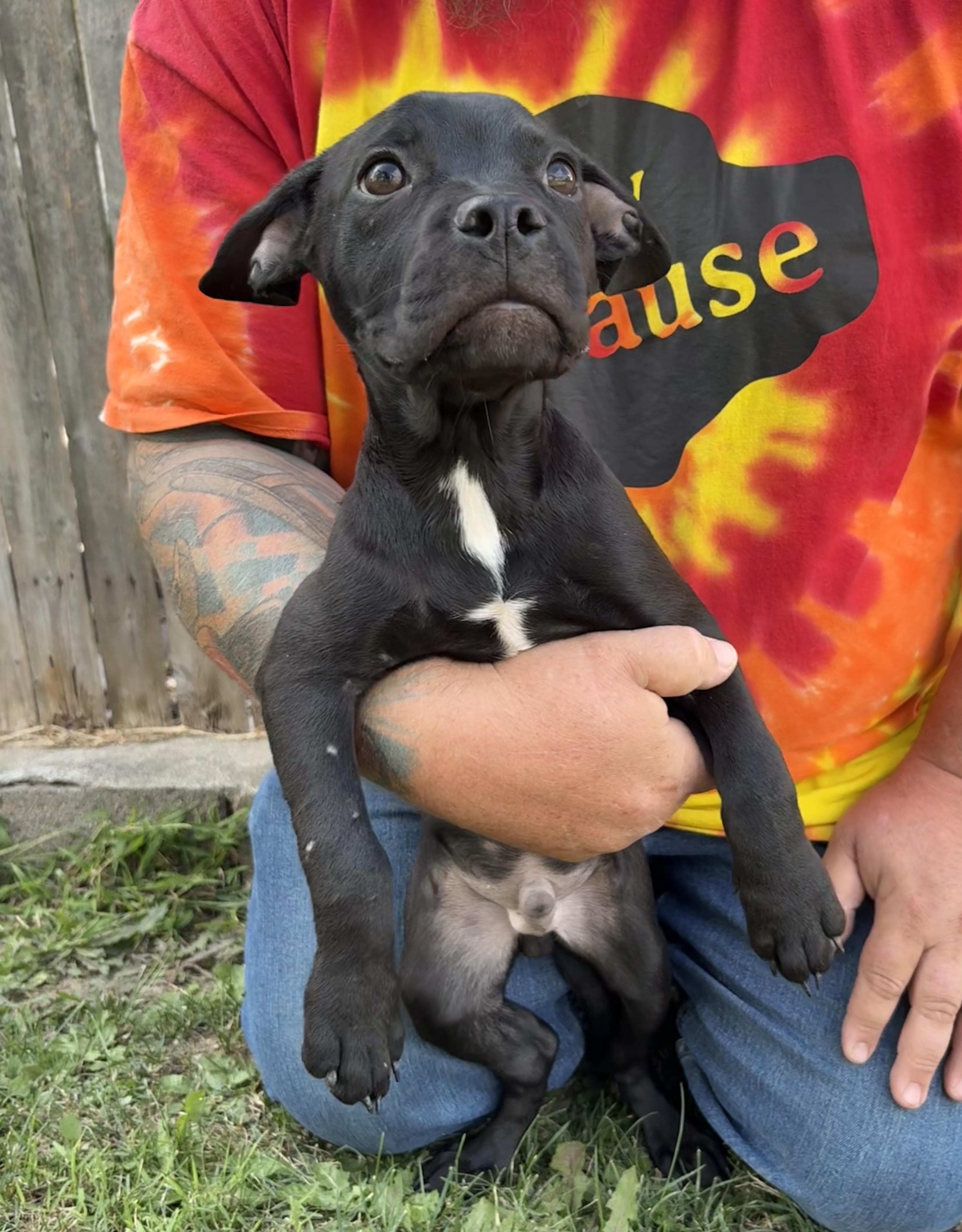 MORTON. tinycauseadopt@gmail.com