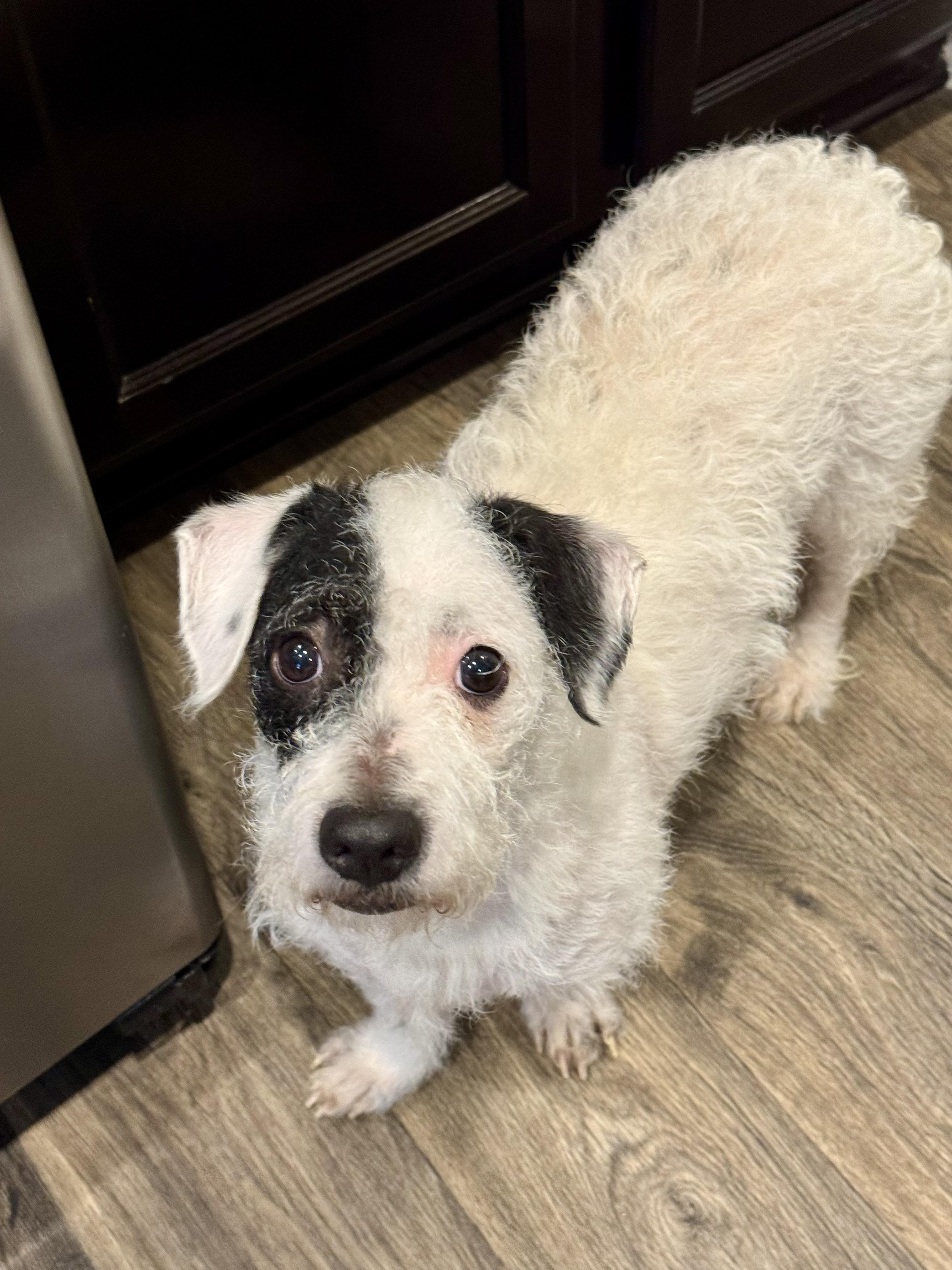 Reese, adopted, Adult Female Miniature Poodle.