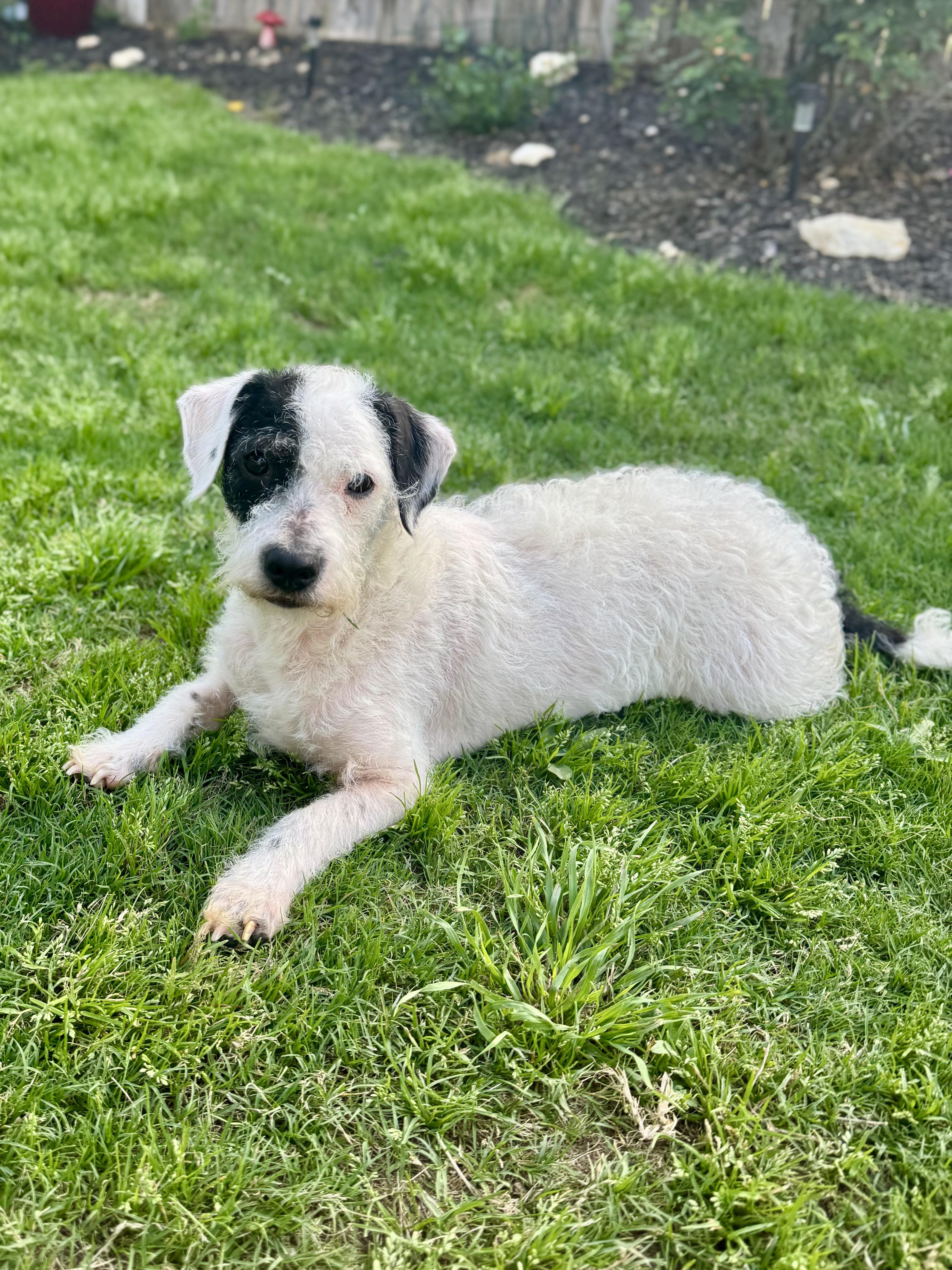 Enlarge Reese, a Adoptable mixed breed in Austin, TX image 2/2