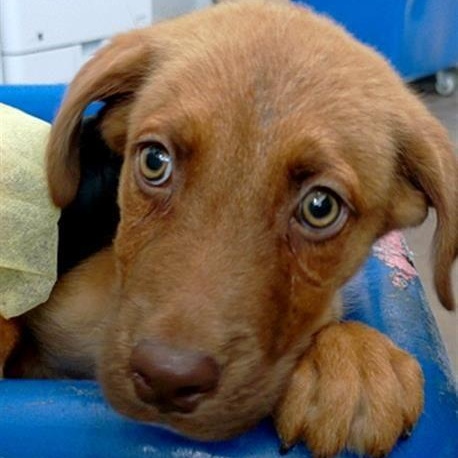 Sparky, Adoptable, Young Male Labrador Retriever.