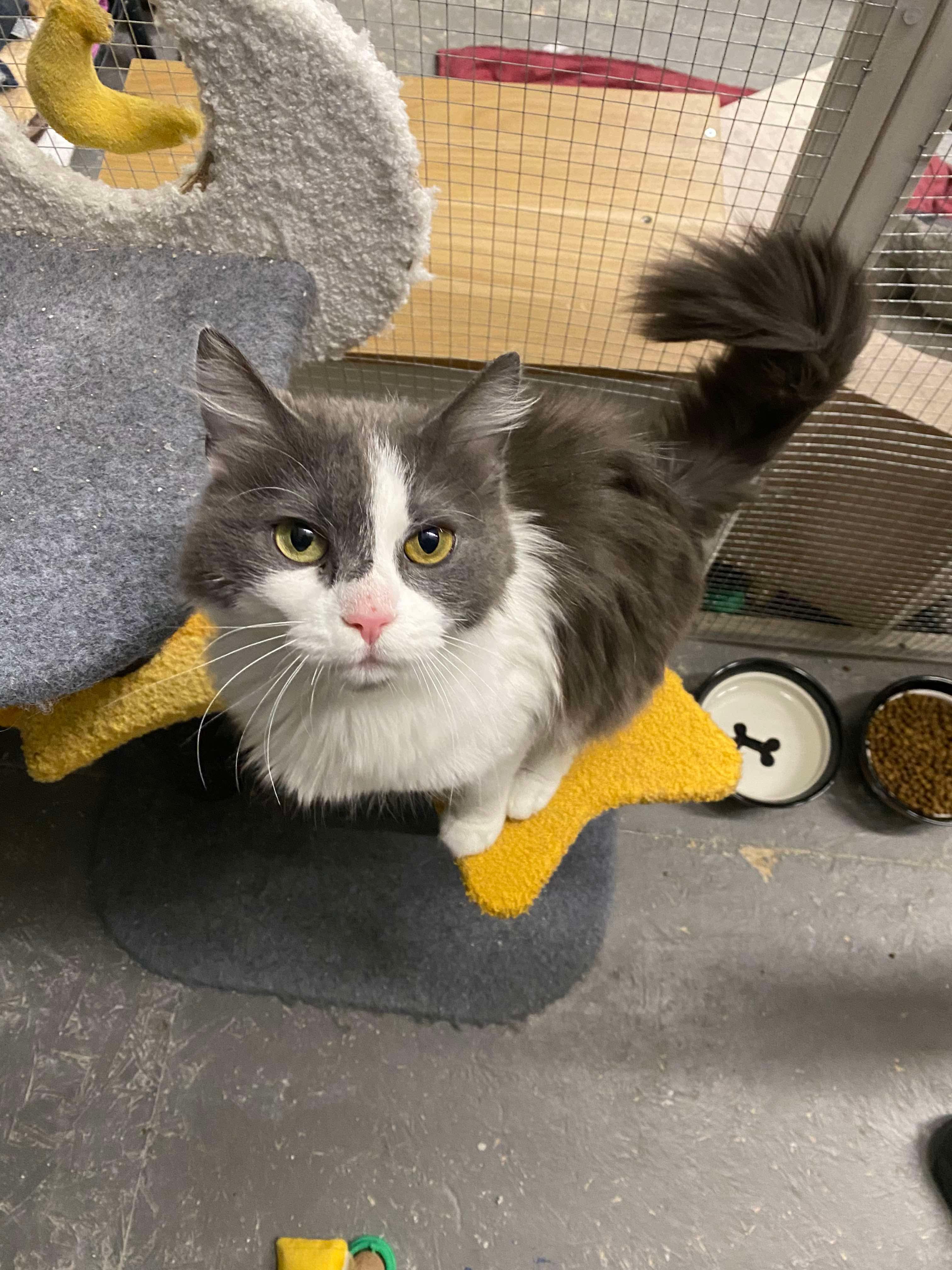 Enlarge Petunia, a ADOPTABLE Domestic Medium Hair in Massillon , OH image 3/4