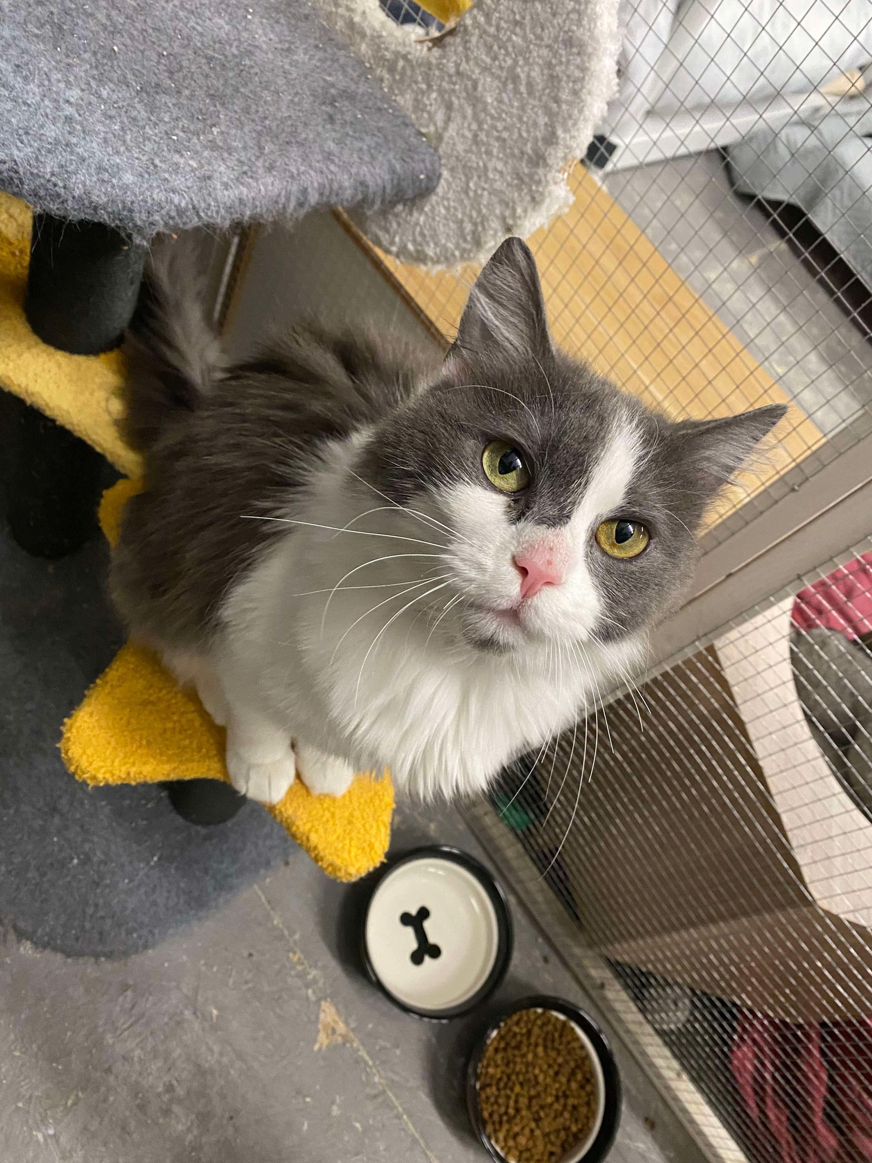 Enlarge Petunia, a ADOPTABLE Domestic Medium Hair in Massillon , OH image 1/4