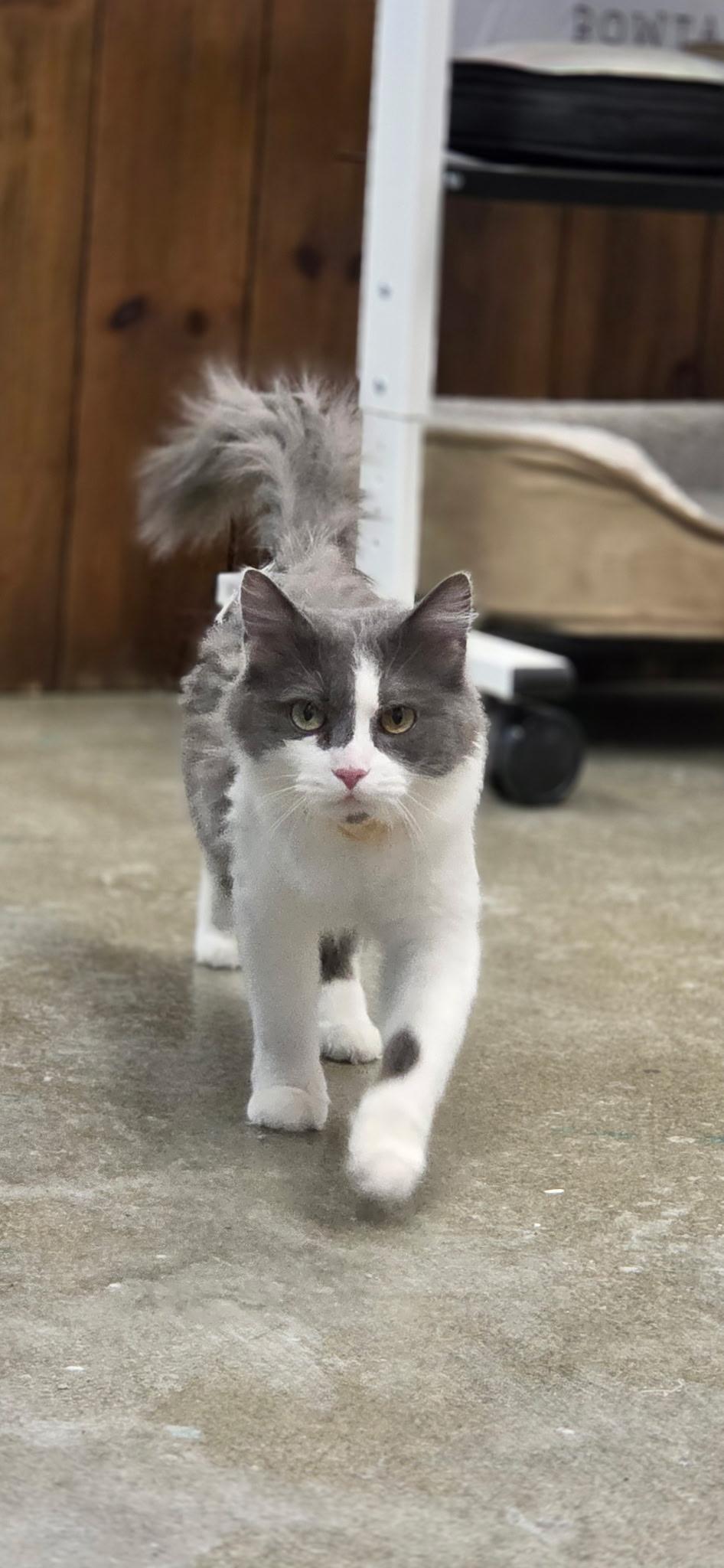 Petunia, adoptable, Young Female Domestic Medium Hair.