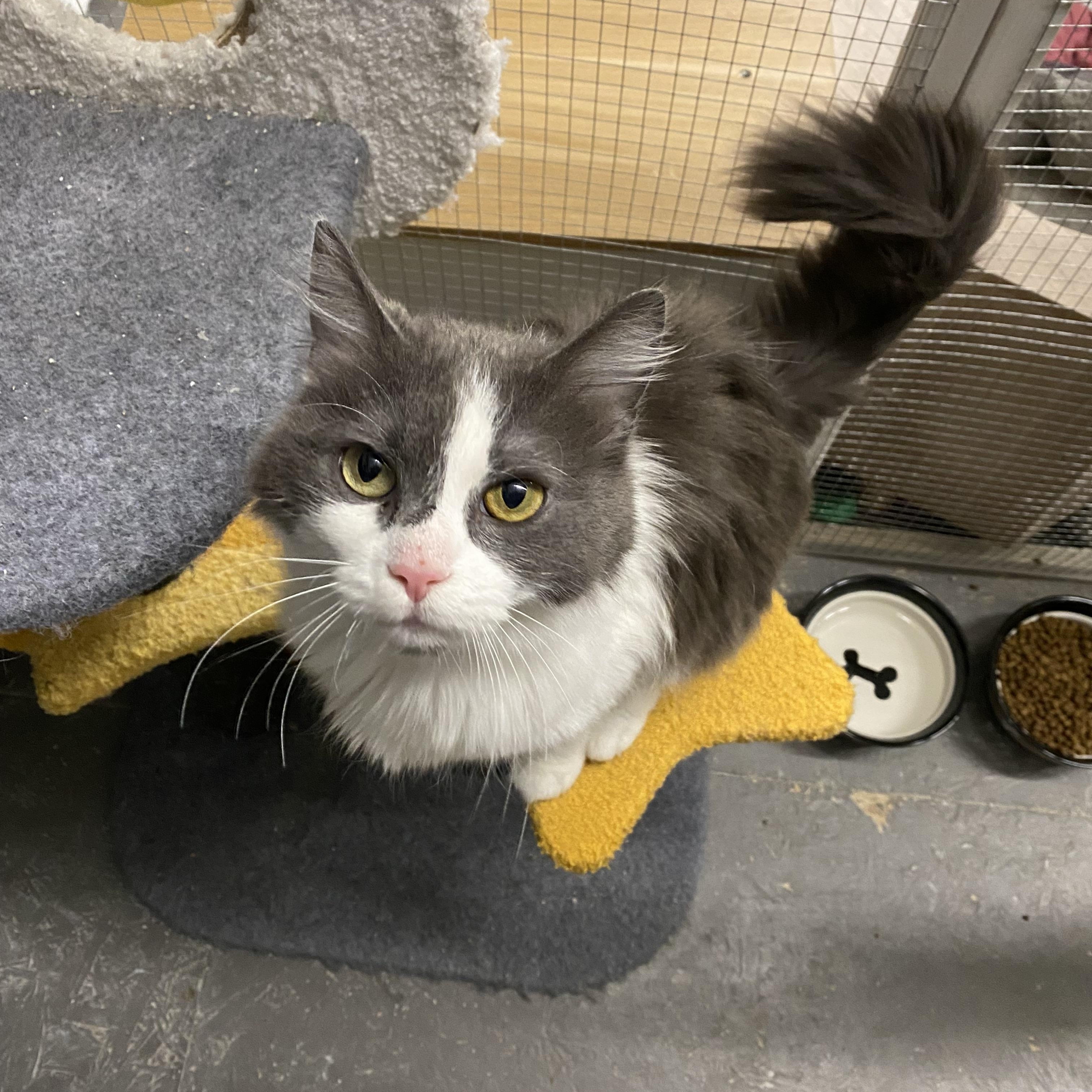 Enlarge Petunia, a ADOPTABLE Domestic Medium Hair in Massillon , OH image 2/4