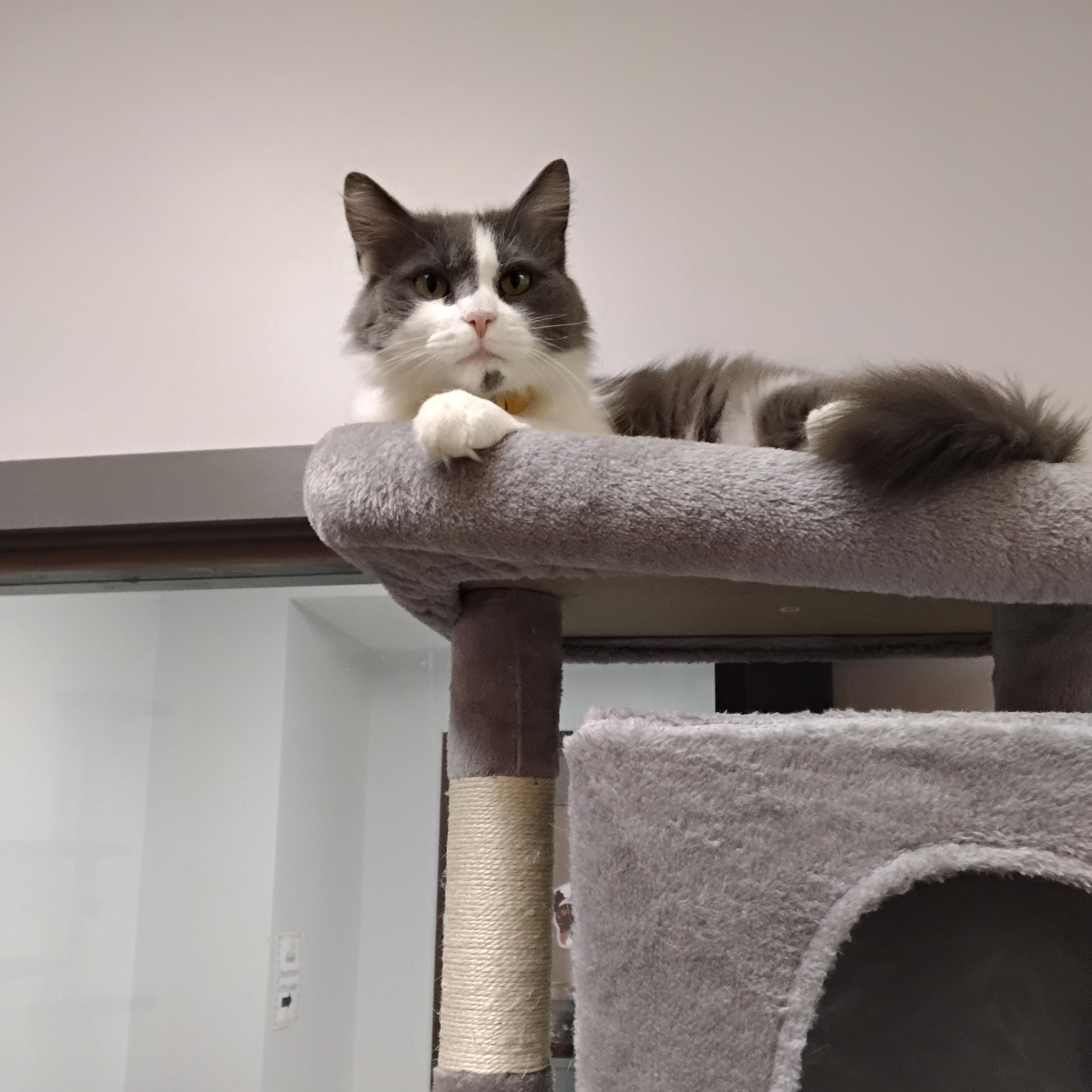 Enlarge Petunia, an adoptable Domestic Medium Hair in Massillon , OH image 2/5