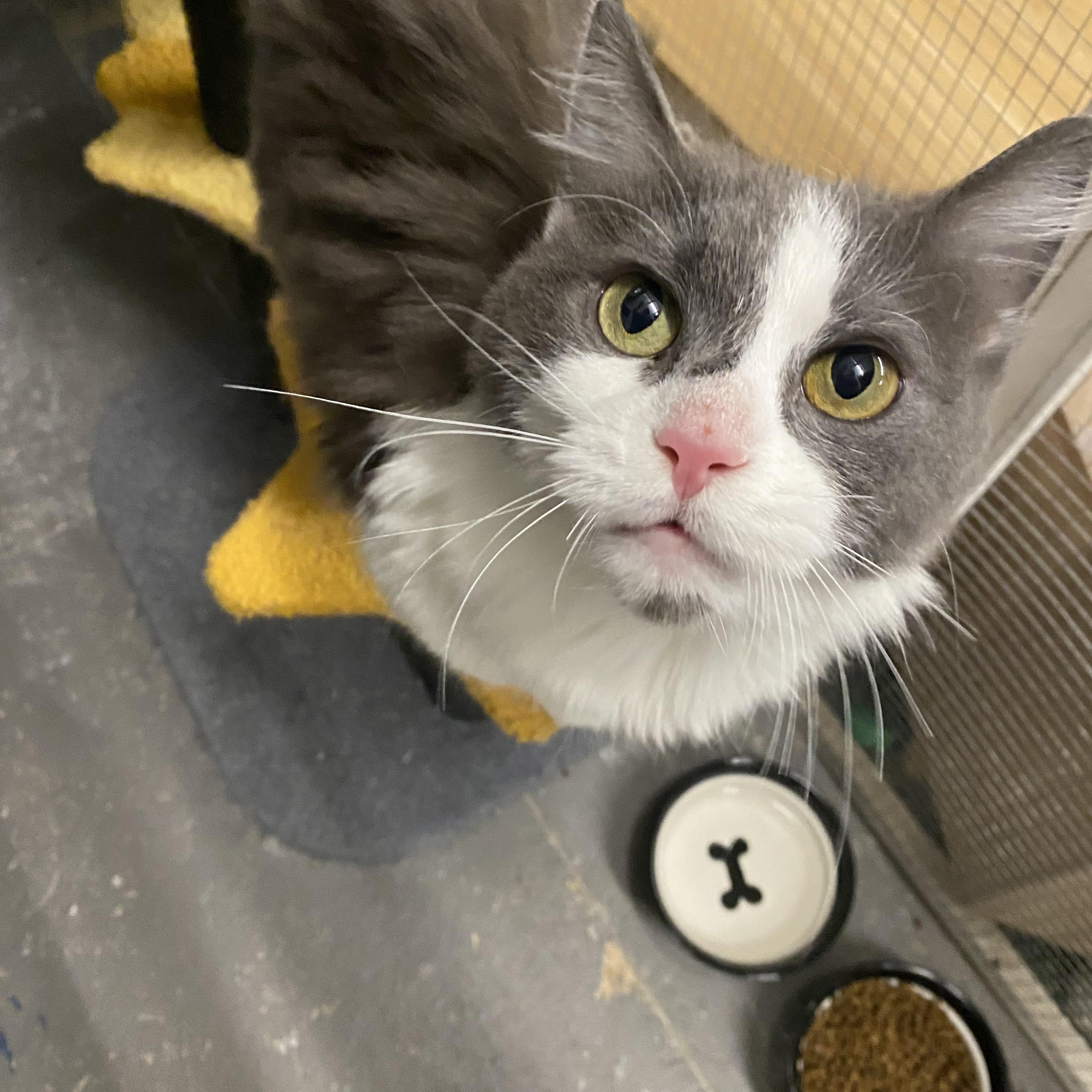 Enlarge Petunia, a ADOPTABLE Domestic Medium Hair in Massillon , OH image 4/4