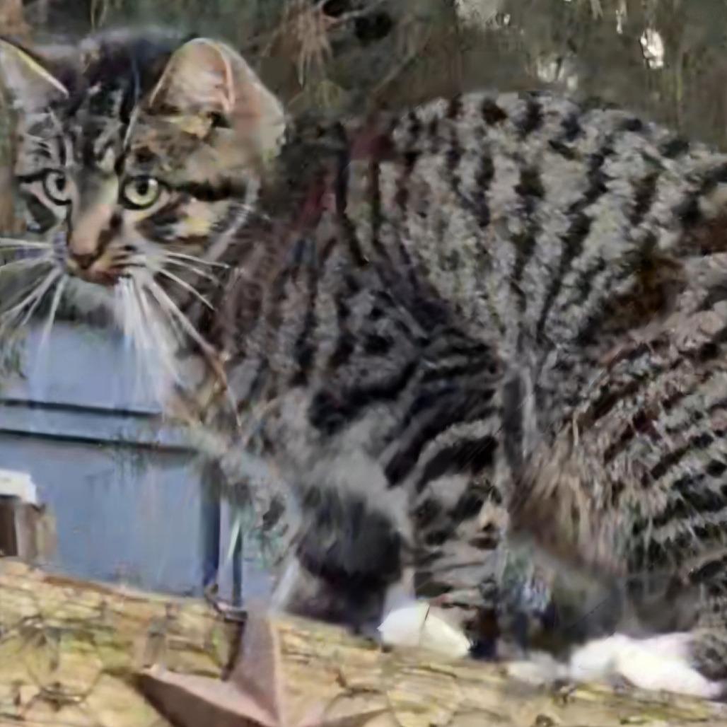 Enlarge Ma'am, a Adoptable Domestic Short Hair in Shelbyville, IN image 1/1