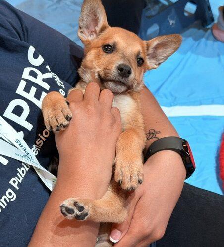 Captain, Adoptable, Puppy Male Australian Cattle Dog / Blue Heeler.
