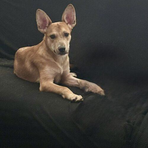 Enlarge Captain, a Adoptable mixed breed in Henderson, NV image 2/4