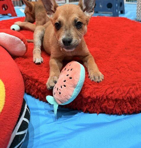 Captain, a Adoptable Australian Cattle Dog / Blue Heeler in Henderson, NV image 2/5