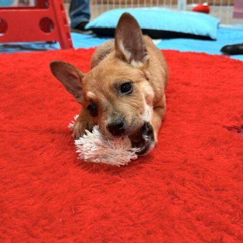 Captain, a Adoptable Australian Cattle Dog / Blue Heeler in Henderson, NV image 3/5