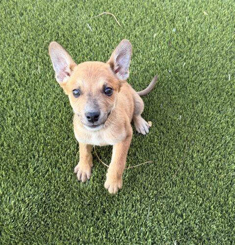 Captain, a Adoptable Australian Cattle Dog / Blue Heeler in Henderson, NV image 4/5