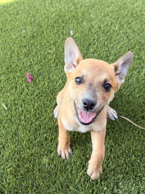 Captain, a Adoptable Australian Cattle Dog / Blue Heeler in Henderson, NV image 5/5