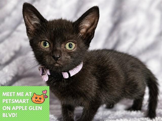 Enlarge GUPPY, a Adoptable Domestic Short Hair in Fort Wayne, IN image 1/1