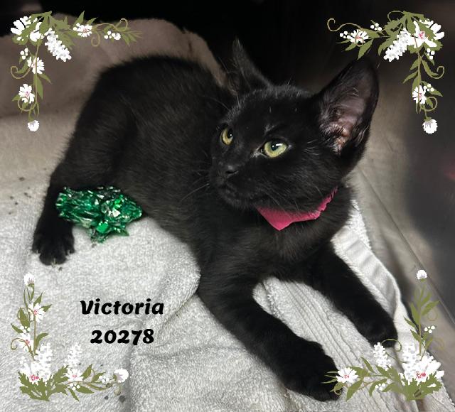 Enlarge VICTORIA, a ADOPTABLE mixed breed in Marietta, GA image 3/5