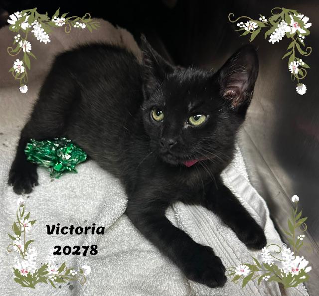 Enlarge VICTORIA, a ADOPTABLE mixed breed in Marietta, GA image 4/5